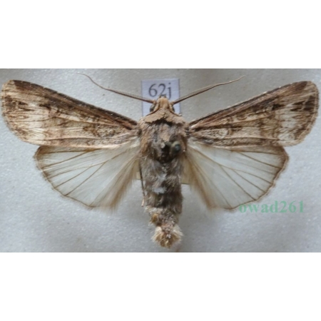 Agrotis ipsilon (Hufnagel, 1766) male Rolnica gwoździarka Czech62j
